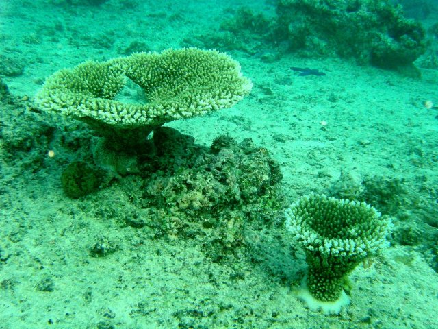 64- Corail en forme de vasque 